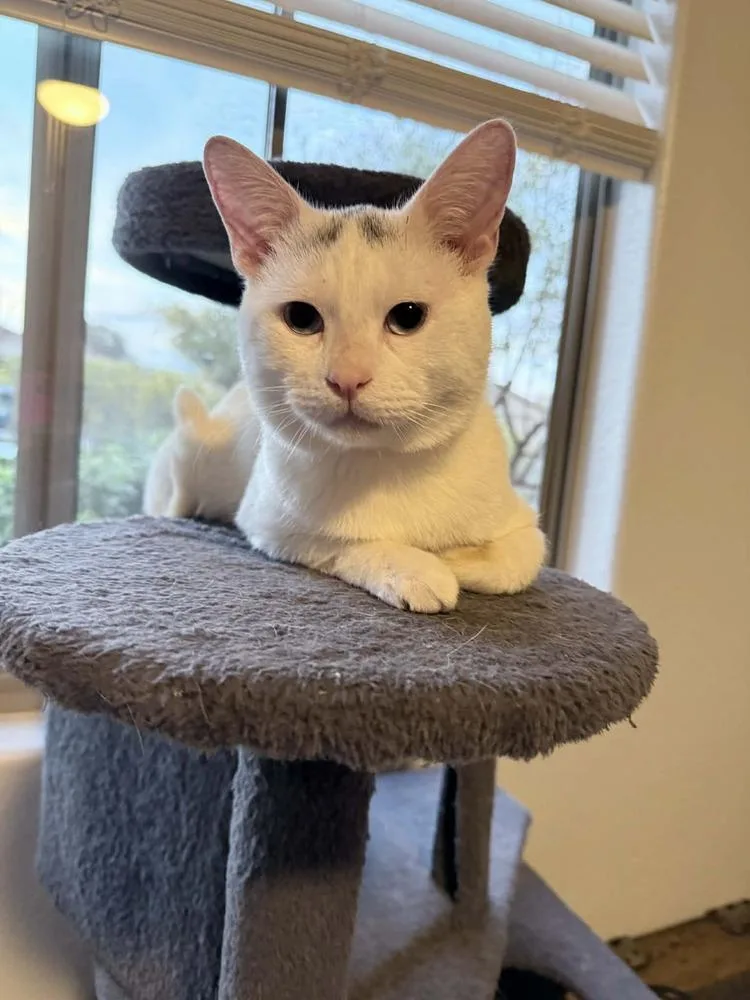 Mr. Bean thumbnail 2