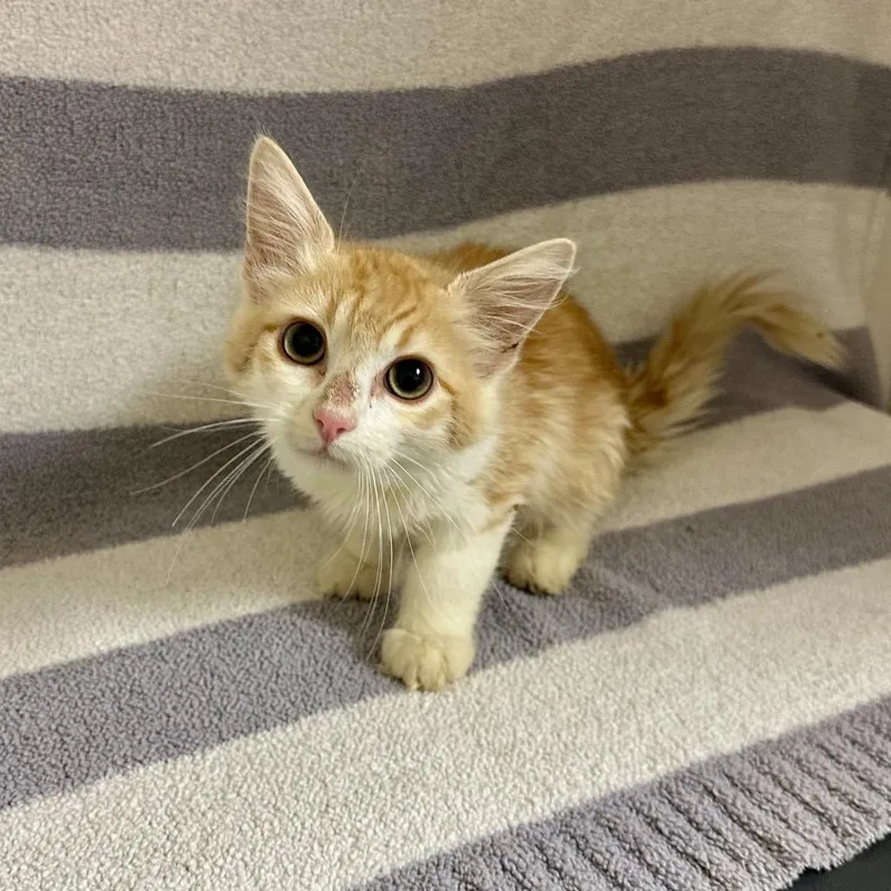 A baby small-sized female Domestic Medium Hair cat named Highlighter for adoption in Newberg, OR