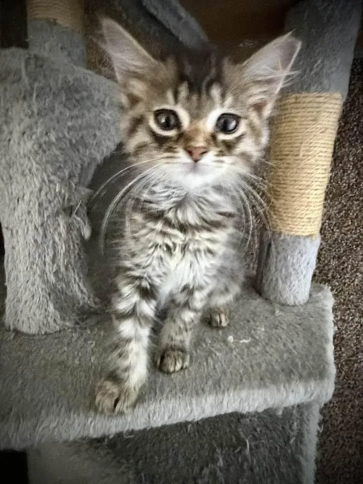 A baby medium-sized female Tabby (Brown / Chocolate) Domestic Long Hair cat named Galadriel for adoption in Cleveland, OH