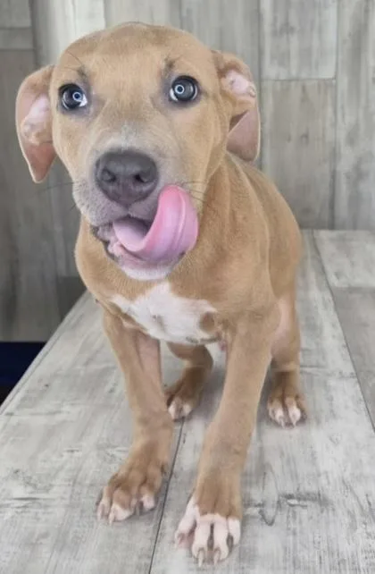 An adult small-sized male Pit Bull Terrier dog named Gotti for adoption in Shreveport, LA