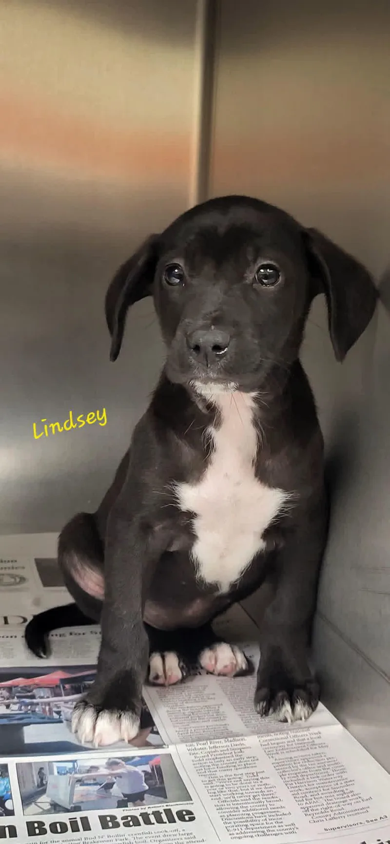 A baby small-sized female Black Mixed Breed dog named Lindsey for adoption in Marion, MS