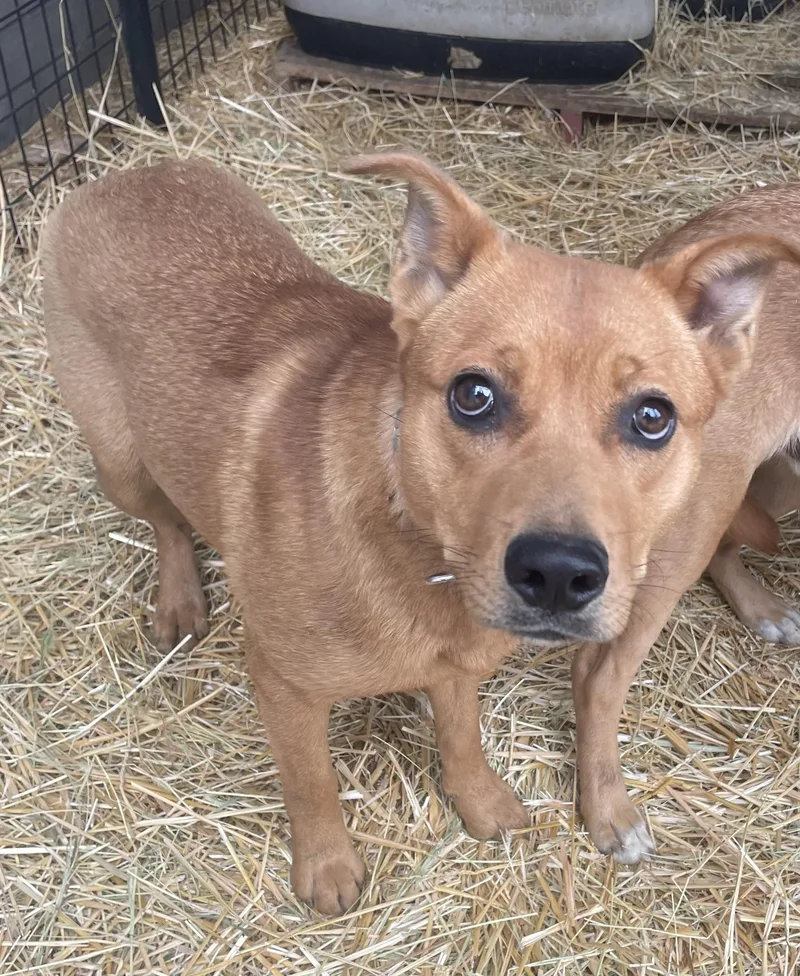 A young medium-sized female Mixed Breed dog named Honey for adoption in Billings, MT