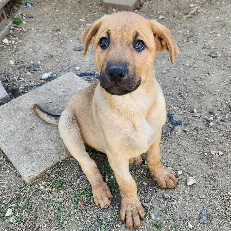 Casanova Al thumbnail 2