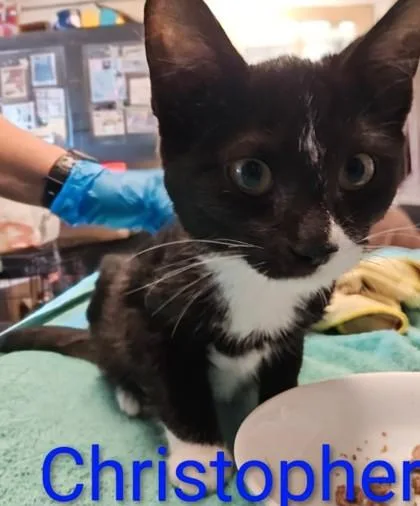 An adult medium-sized male Domestic Short Hair cat named Chris for adoption in Kansas City, MO
