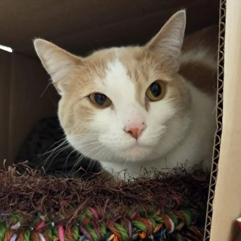 An adult medium-sized male Orange / Red Domestic Short Hair cat named Mowgli for adoption in Ballston Spa, NY