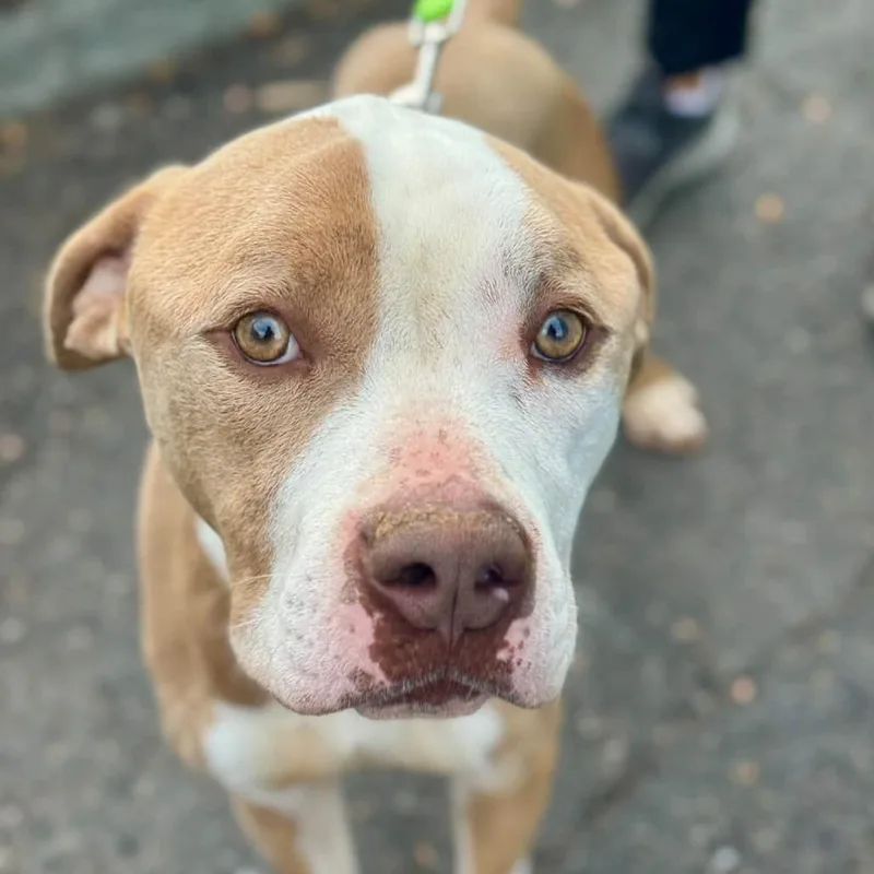 An adult medium-sized male Pit Bull Terrier dog named Treasure for adoption in Tacoma, WA