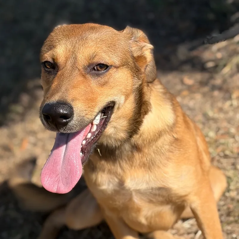 A young medium-sized female Husky dog named Phoebe for adoption in Bastrop, TX