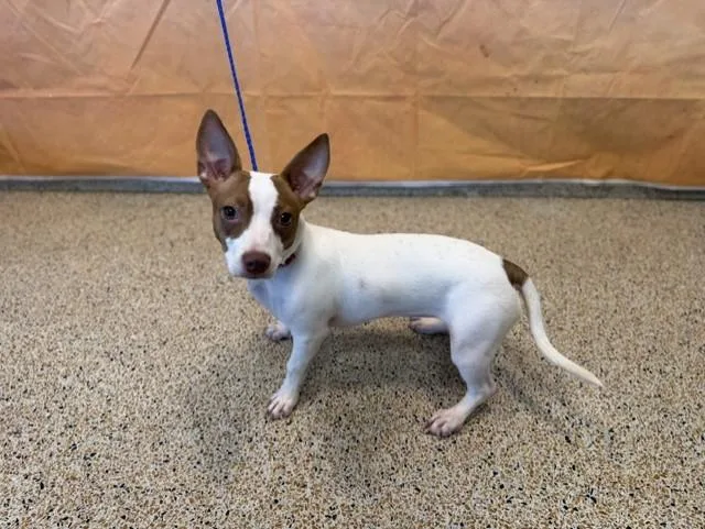 A young small-sized female Parson Russell Terrier dog named Rock Star for adoption in Miami, FL