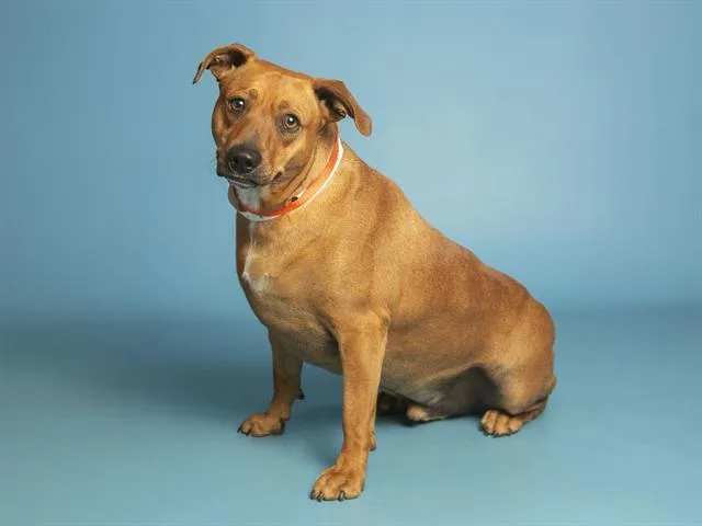A young large-sized male Australian Cattle Dog / Blue Heeler dog named Puddin for adoption in Phoenix, AZ