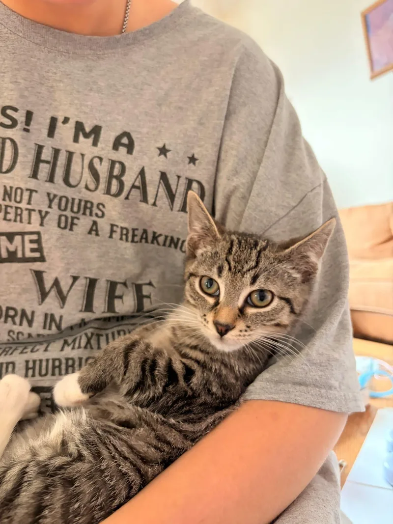 A baby medium-sized male Tabby (Gray / Blue / Silver) Domestic Short Hair cat named Adam for adoption in Hoboken, NJ