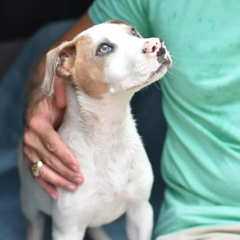 A baby large-sized male Bicolor American Staffordshire Terrier dog named Brody for adoption in Crosby, TX