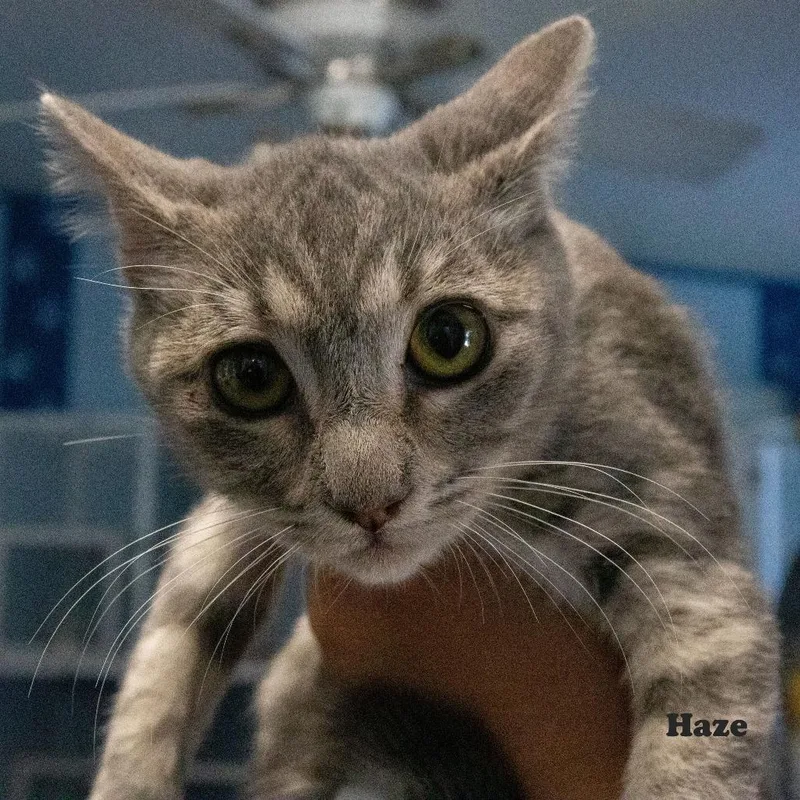 A baby small-sized female Gray / Blue / Silver Domestic Short Hair cat named Haze for adoption in Yucaipa, CA