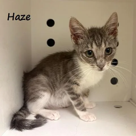 Haze thumbnail 2