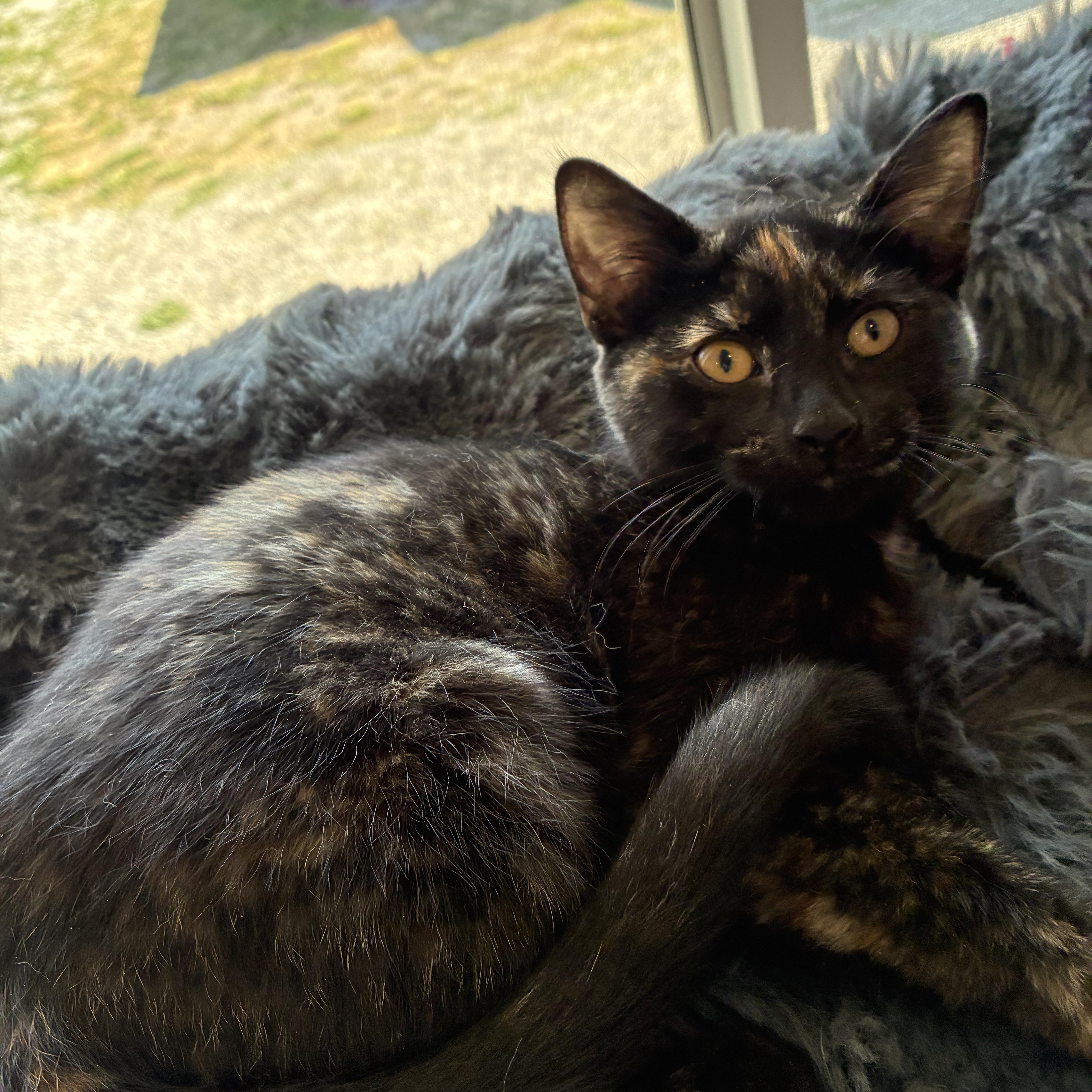 A baby medium-sized female Tortoiseshell Domestic Short Hair cat named Reeses for adoption in Bonners Ferry, ID