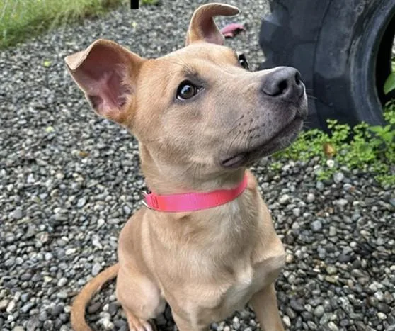 A young medium-sized female Labrador Retriever dog named Daphne for adoption in Anchorage, AK