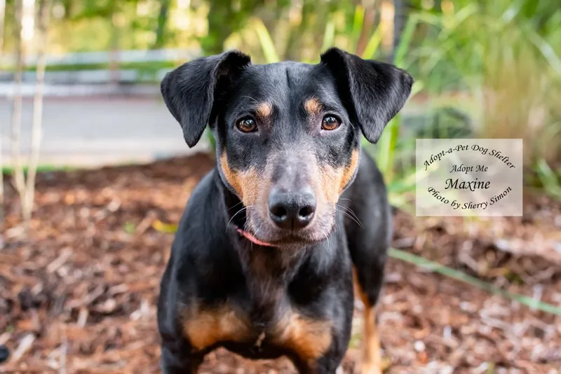 A young medium-sized female Black Doberman Pinscher dog named Maxine for adoption in Shelton, WA
