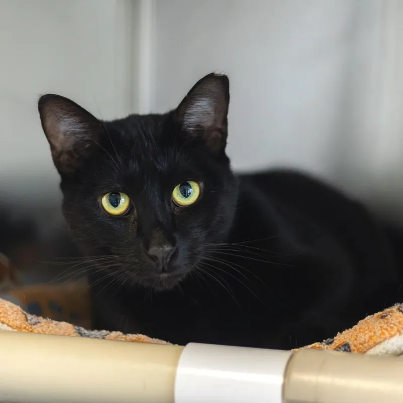 A young large-sized male Black Domestic Short Hair cat named Mittens for adoption in Newark, DE