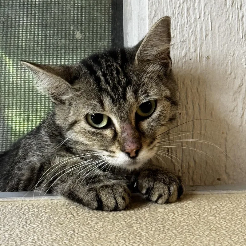A young medium-sized female Brown / Chocolate Domestic Short Hair cat named Sonya for adoption in Leander, TX