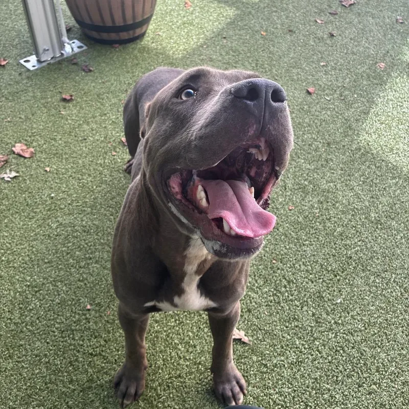 An adult medium-sized male Gray / Blue / Silver Pit Bull Terrier dog named Cowboy for adoption in Greensboro, NC