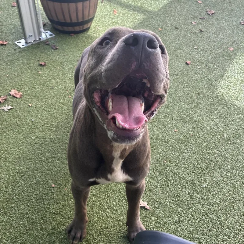 Cowboy thumbnail 2