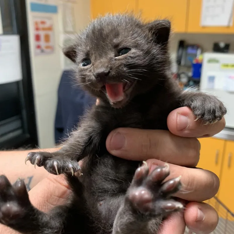 A baby small-sized male Black Domestic Short Hair cat named Biggie for adoption in Los Angeles, CA