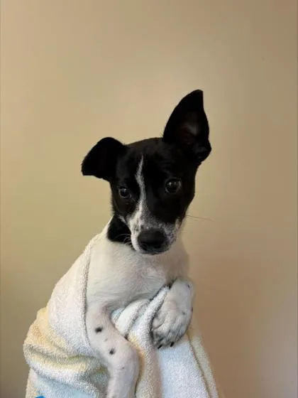 A baby small-sized male Chihuahua dog named Gee for adoption in Honolulu, HI