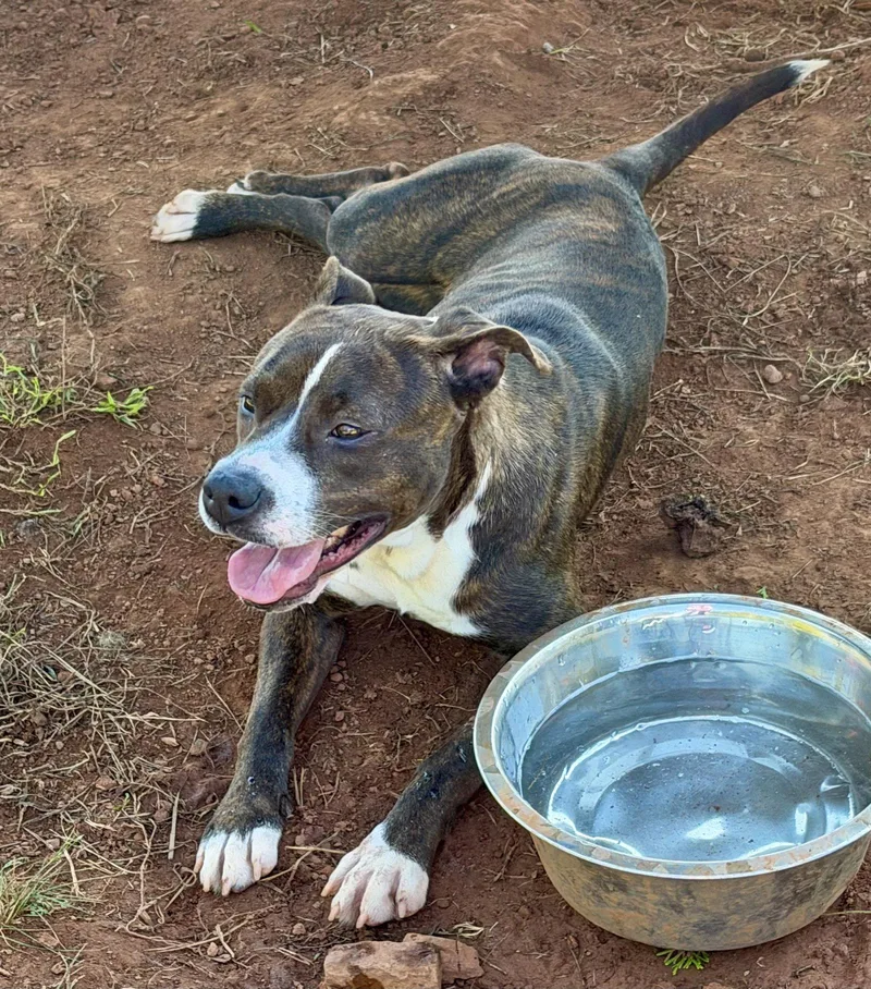 A young medium-sized female Pit Bull Terrier dog named Nova for adoption in Carrollton, GA