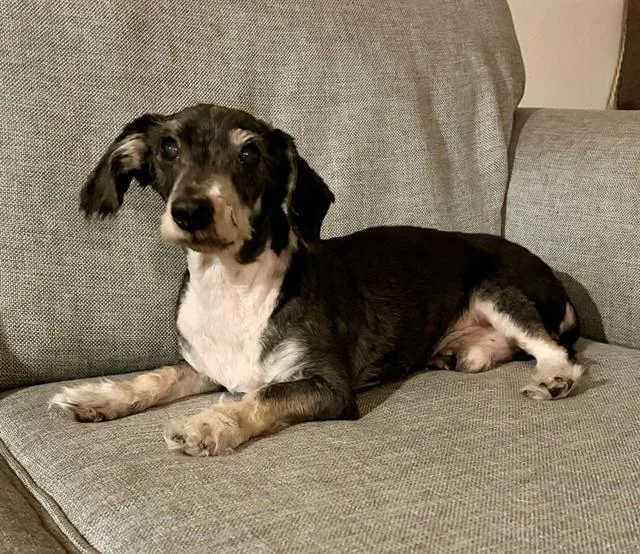 A senior small-sized male Dachshund dog named Danny for adoption in Colorado Springs, CO
