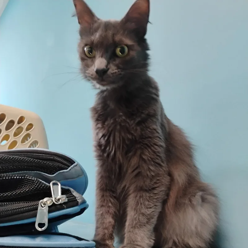 A young medium-sized female Gray / Blue / Silver Domestic Medium Hair cat named Tootie for adoption in Clawson, MI