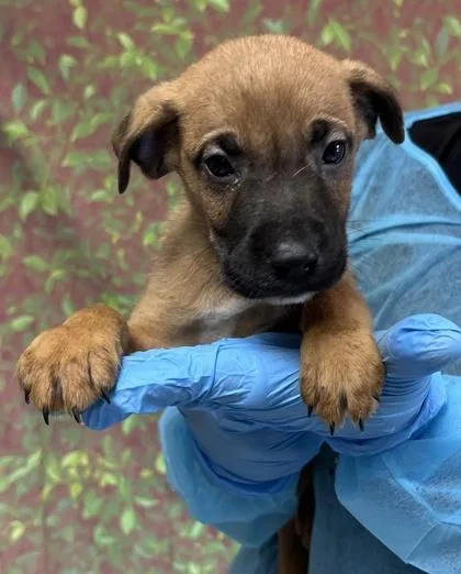 A young small-sized male Shepherd dog named Beetle for adoption in San Antonio, TX