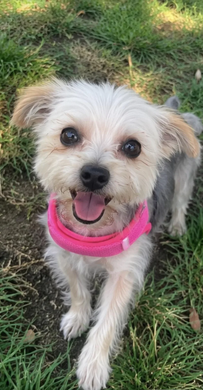 Coco The Cutest Yorkie