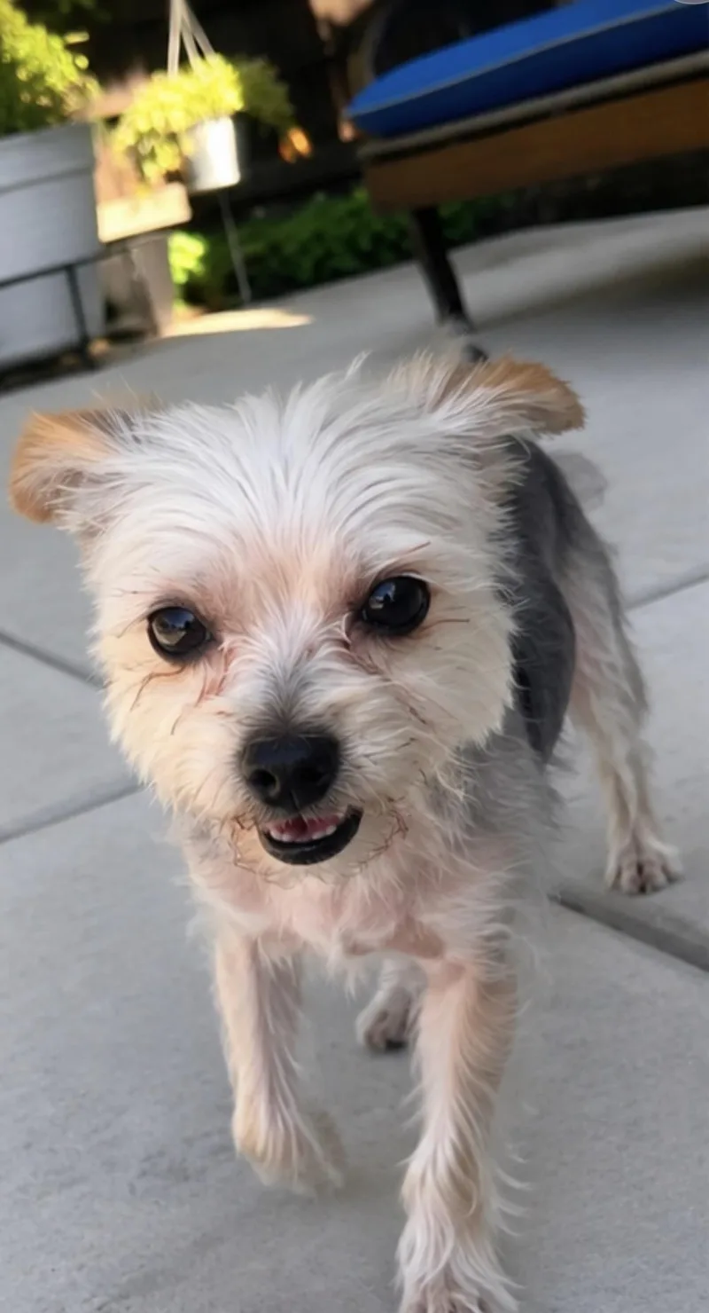 Coco The Cutest Yorkie thumbnail 2