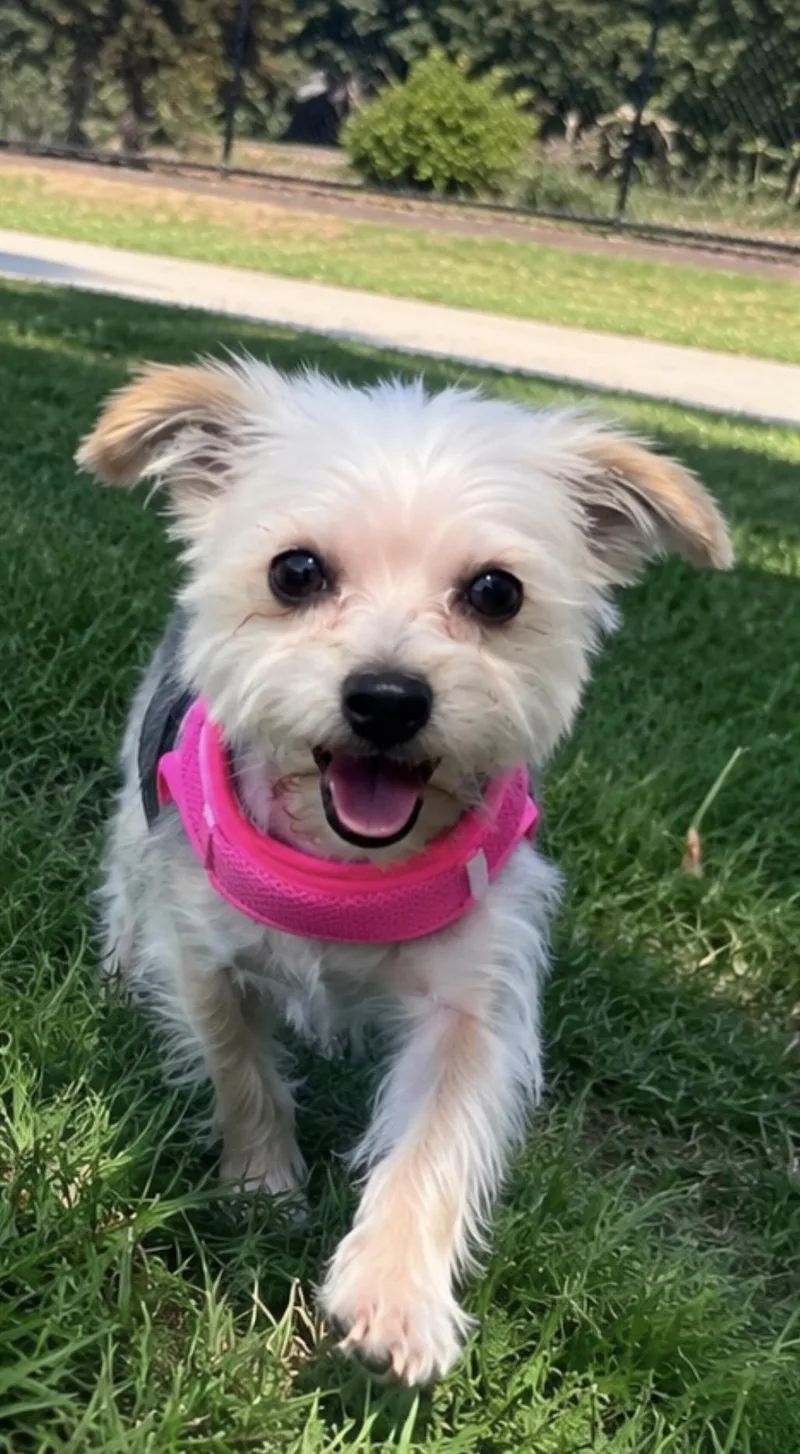 Coco The Cutest Yorkie thumbnail 3