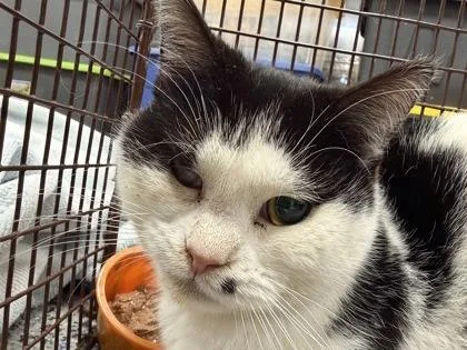 An adult medium-sized female Domestic Short Hair cat named Impact Driver for adoption in Lowell, MA