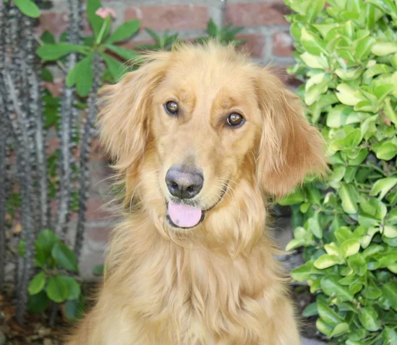 A young medium-sized female Red / Chestnut / Orange Golden Retriever dog named Shasta for adoption in Los Angeles, CA