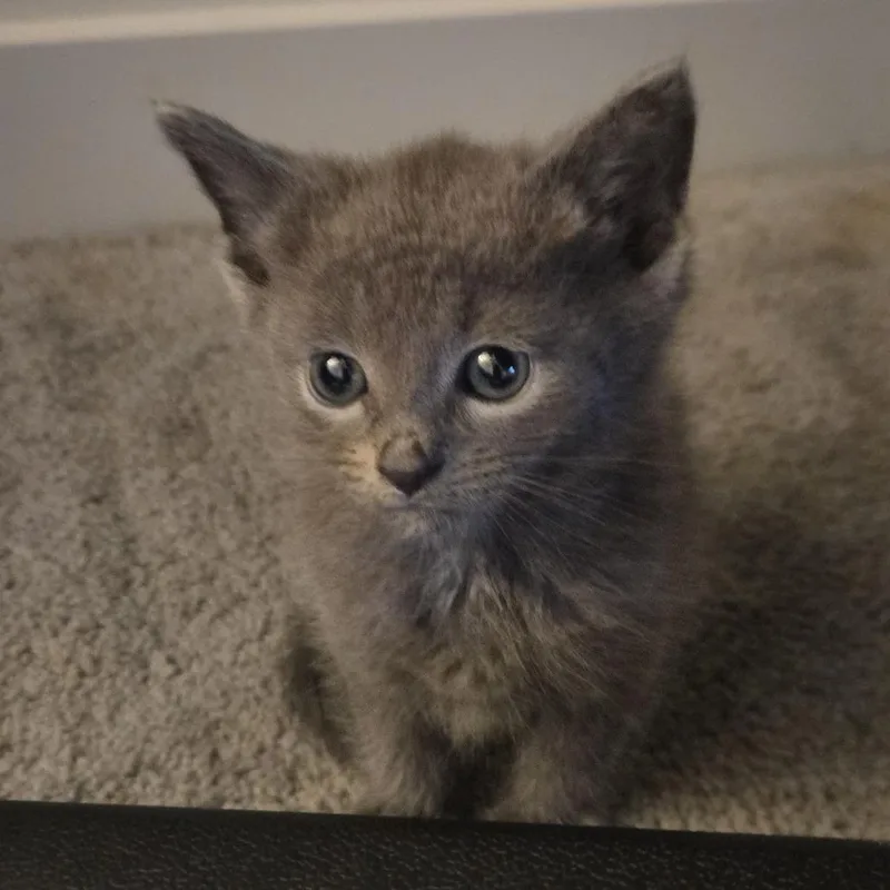 Pip