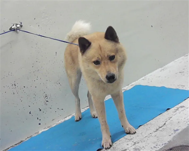 A young large-sized male Finnish Spitz dog named Stephen for adoption in Houston, TX