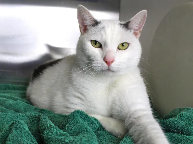 An adult large-sized male Domestic Short Hair cat named Chester for adoption in Tallahassee, FL