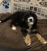 A baby large-sized female Bernese Mountain Dog named Kandy for adoption in Lake City, MI