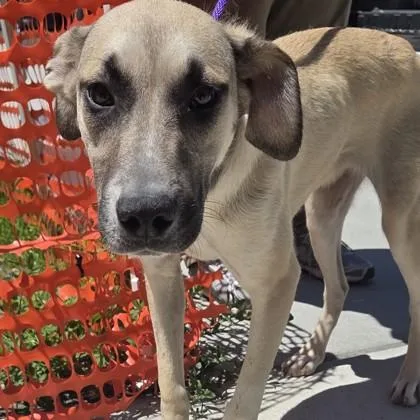 An adult medium-sized female Mixed Breed dog named Olivia Rodrigo for adoption in Voorhees, NJ