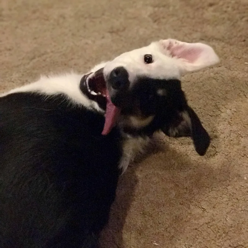 Harvey Dent thumbnail 2