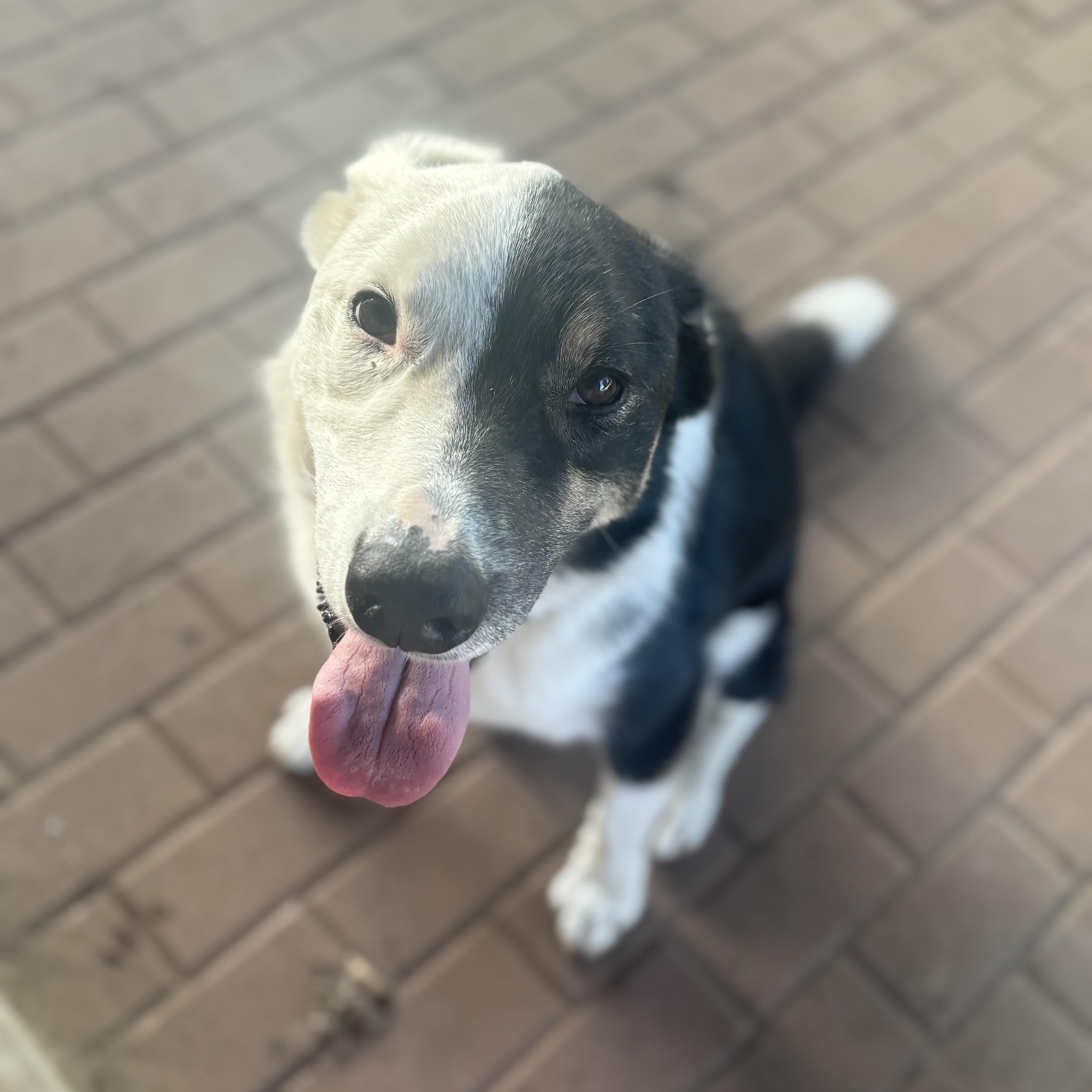 Harvey Dent thumbnail 3