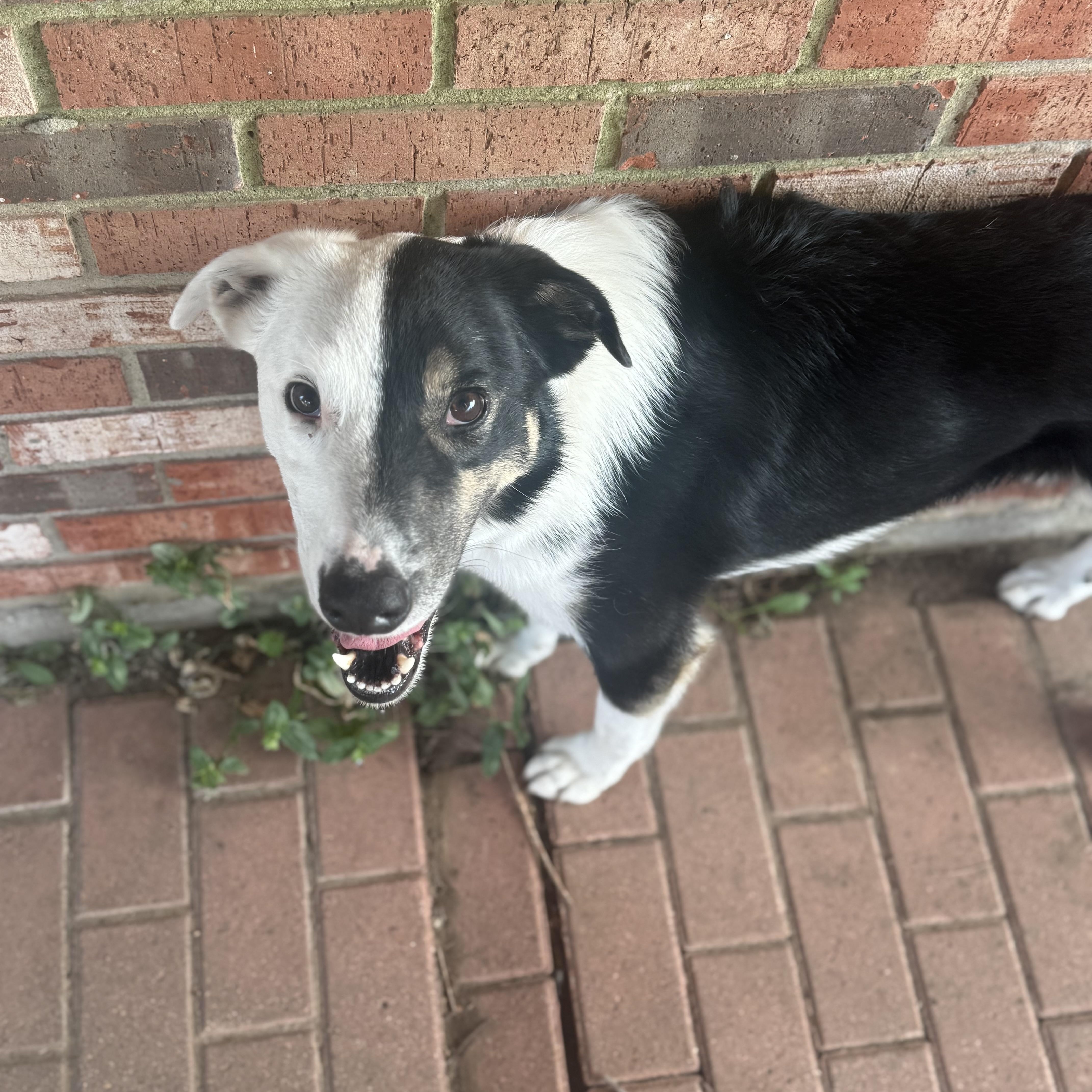 Harvey Dent thumbnail 4