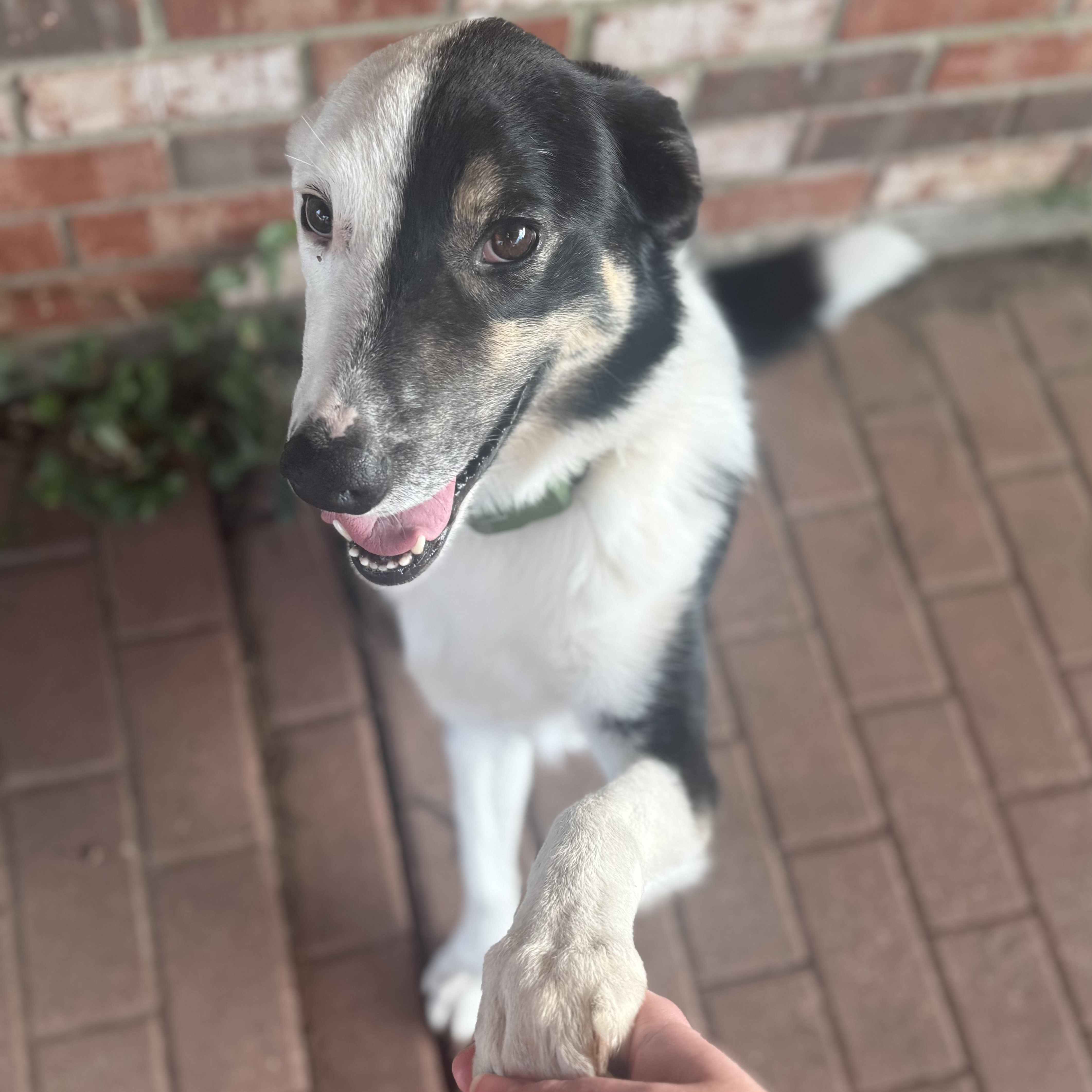 Harvey Dent thumbnail 5