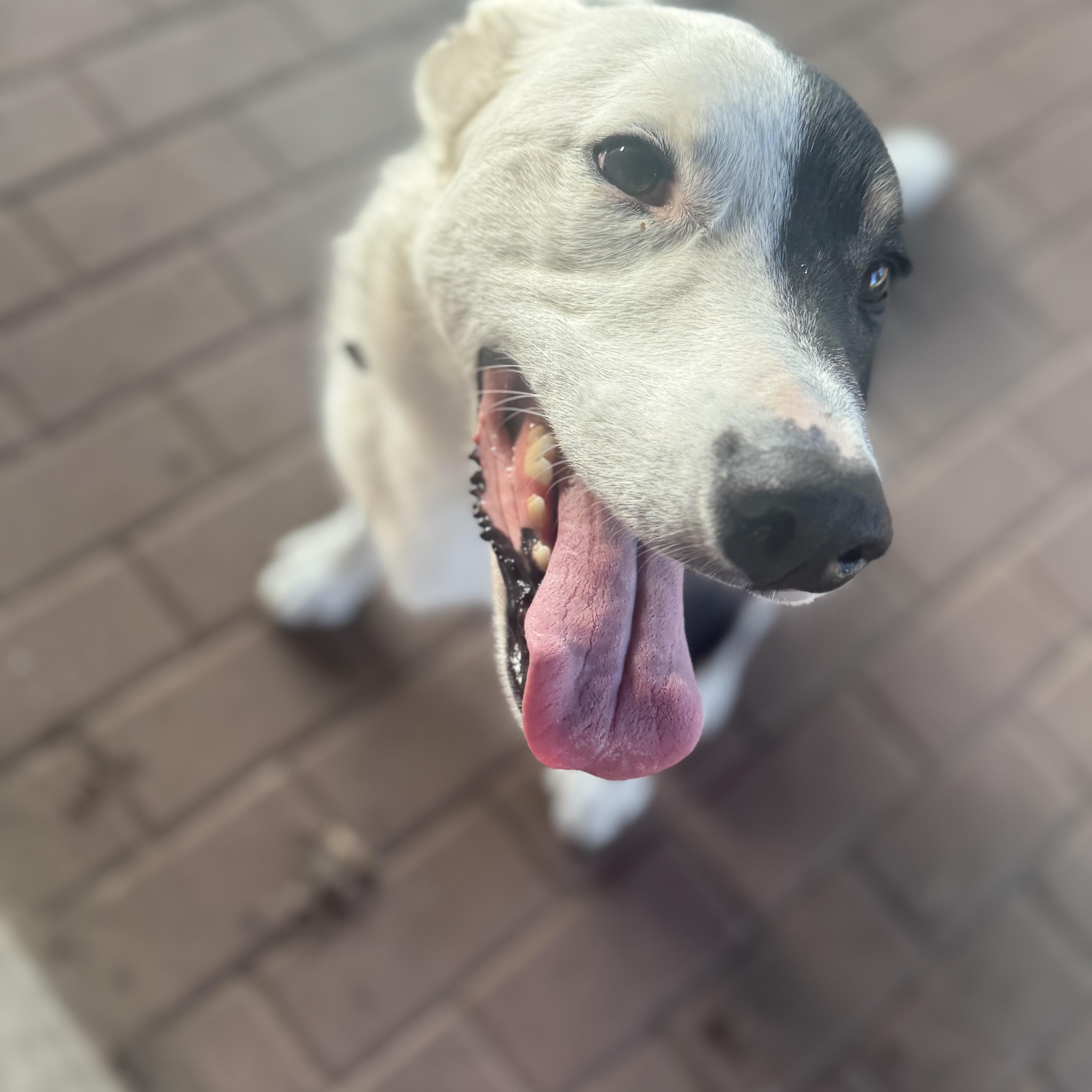 Harvey Dent thumbnail 6