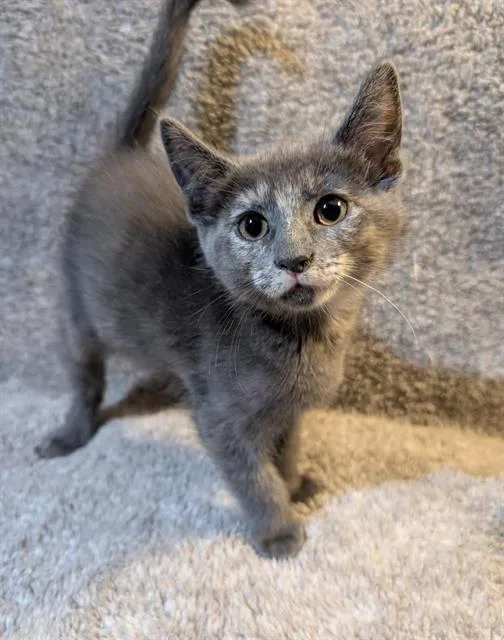 A baby small-sized female Domestic Short Hair cat named Iris for adoption in Peoria, IL