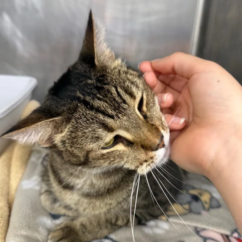 An adult extra large-sized male Brown / Chocolate Domestic Short Hair cat named Tobey Maguire for adoption in Lauderhill, FL
