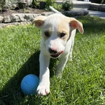 A baby medium-sized female Labrador Retriever dog named Winnie for adoption in Minneapolis, MN