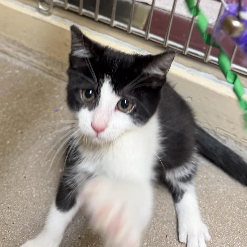 A baby small-sized male Domestic Short Hair cat named Ernie for adoption in York, PA