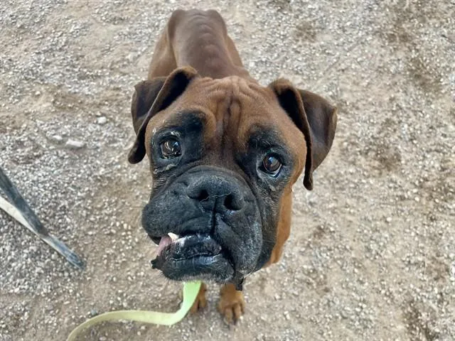 A senior large-sized male Boxer dog named Miller for adoption in Tucson, AZ
